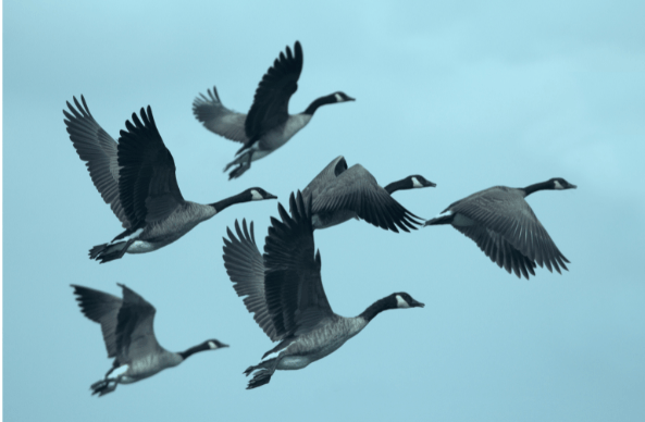Birds in flight in blue
