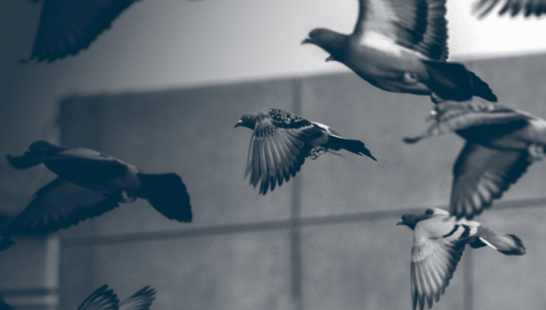 Birds in flight in front of building
