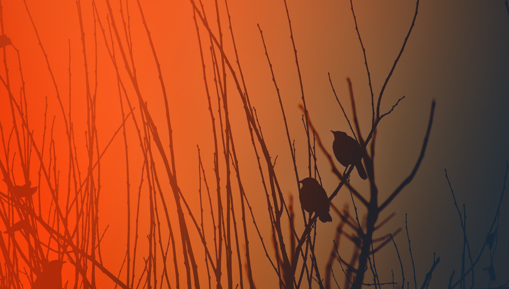 Two birds perched in a tree
