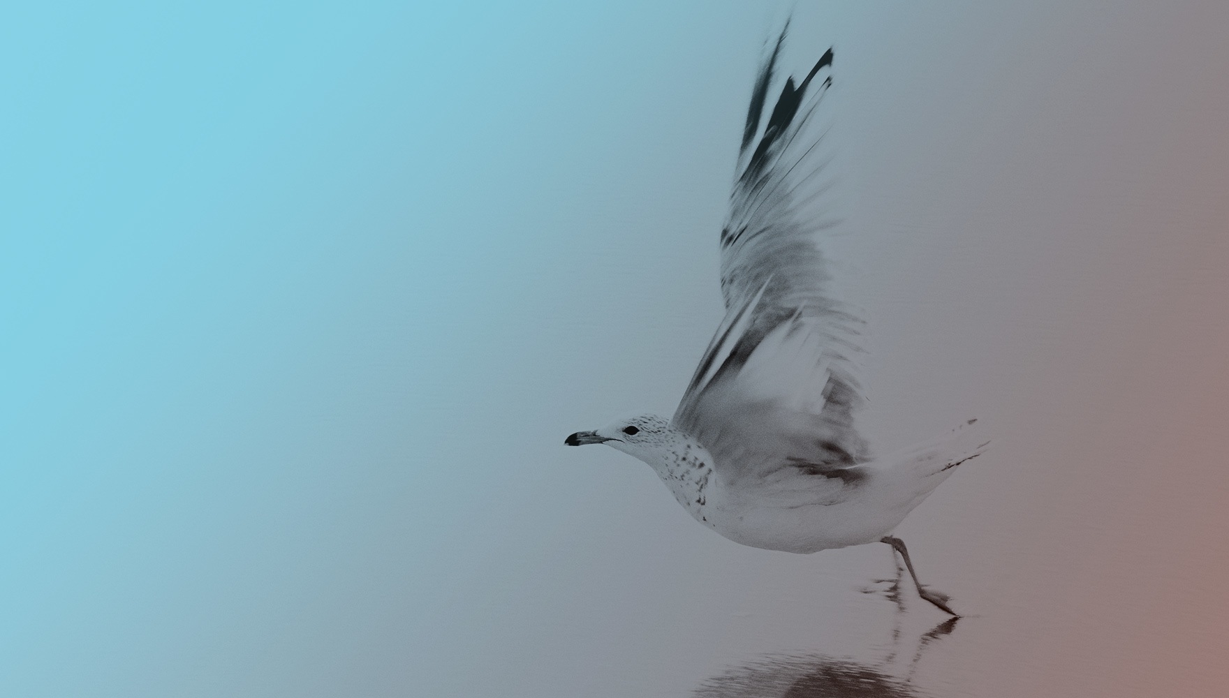 Bird about to take flight